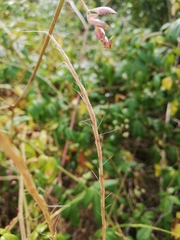 Aegilops triuncialis