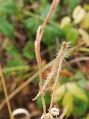 Aegilops triuncialis