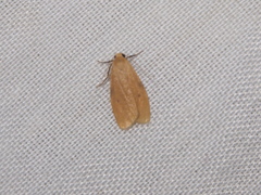 Paralithosia shaowuica