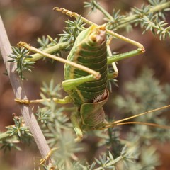 Ephippiger apulus apulus