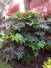 Fatsia