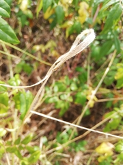 Aegilops triuncialis