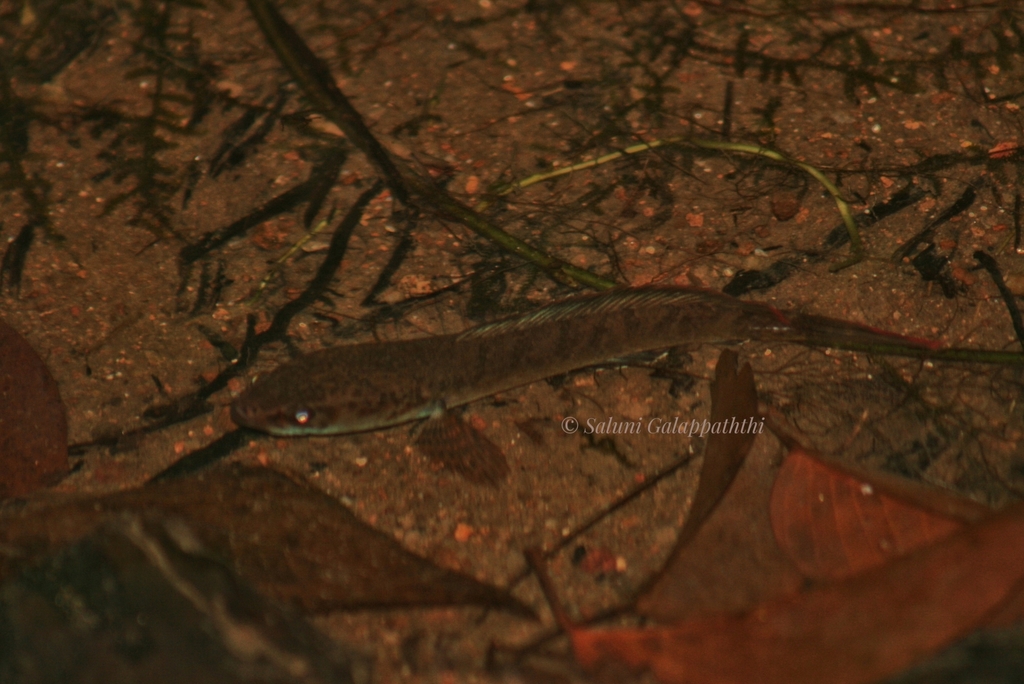 Walking snakehead (Channa orientalis) — Channidae