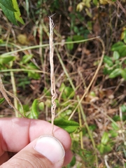 Aegilops triuncialis