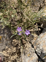 Campanula romanica