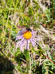 Aster flaccidus