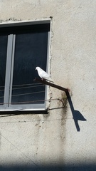 Columba livia domestica