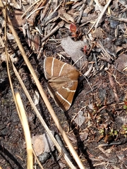 Argyrostrotis quadrifilaris