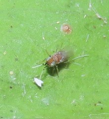 Anagyrus