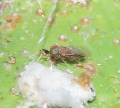 Anagyrus