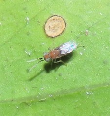 Anagyrus