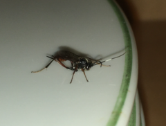 Mesostenus thoracicus