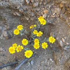Eriophyllum ambiguum