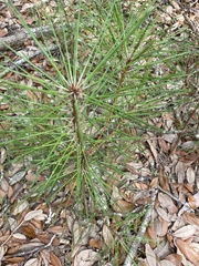 Pinus serotina