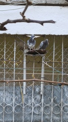 Columba livia domestica