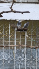 Columba livia domestica