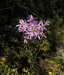 Galatella angustissima
