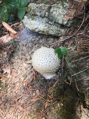 Amanita echinocephala