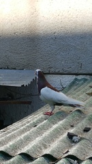 Columba livia domestica