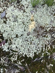Cladonia caroliniana