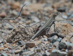 Acanthodactylus erythrurus