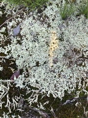 Cladonia caroliniana