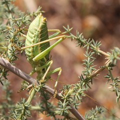 Ephippiger apulus apulus