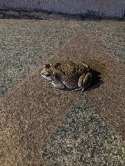 Duttaphrynus melanostictus