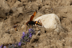 Cryptocheilus annulatus