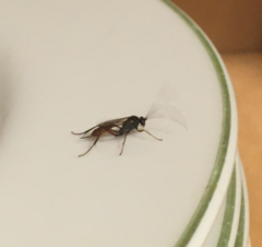 Mesostenus thoracicus