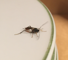 Mesostenus thoracicus