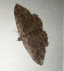 Philereme transversata