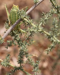 Ephippiger apulus apulus