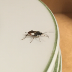 Mesostenus thoracicus