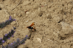 Cryptocheilus annulatus