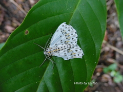 Percnia
