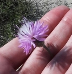 Centaurea arenaria