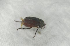 Holotrichia parallela