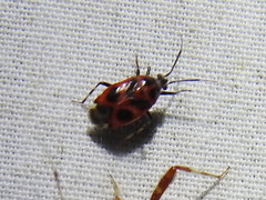 Deraeocoris histrio