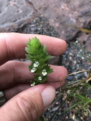 Euphrasia hudsoniana