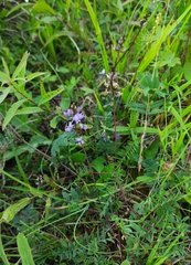 Oxytropis glabra