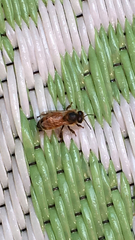Apis mellifera