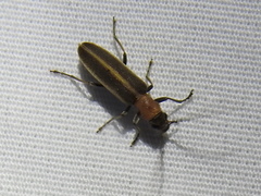 Oxycopis
