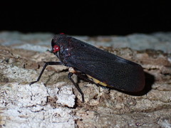 Acraephia perspicillata