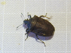 Amaurochrous cinctipes