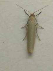 Eilema pygmaeola