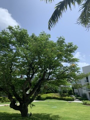 Delonix regia flavida