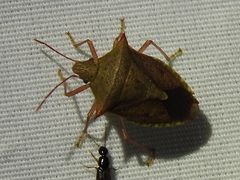 Euschistus ictericus