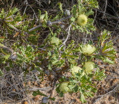 Banksia obovata