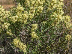 Petrophile squamata